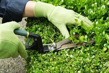 Conseils pour l'entretien professionnel de votre jardin : Guide complet